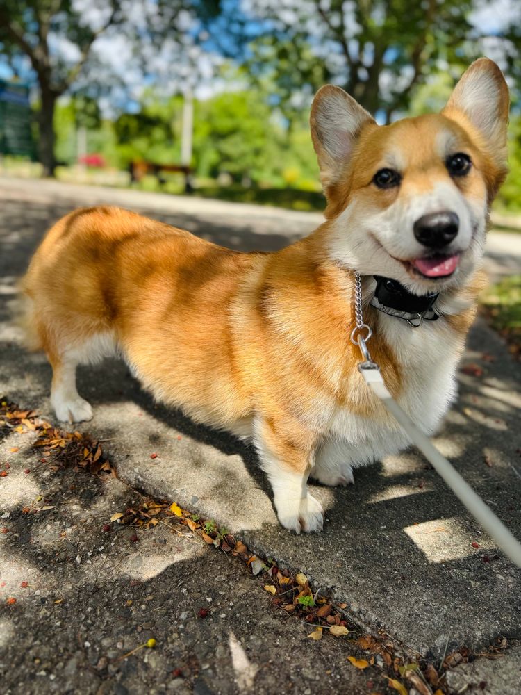 Happy corgi in the park