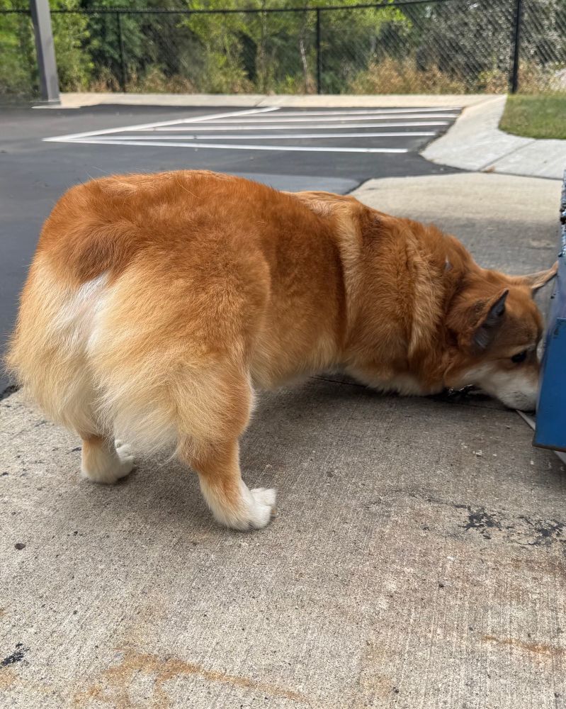 Corgi investigating something he heard and smelled under a blue dumpster