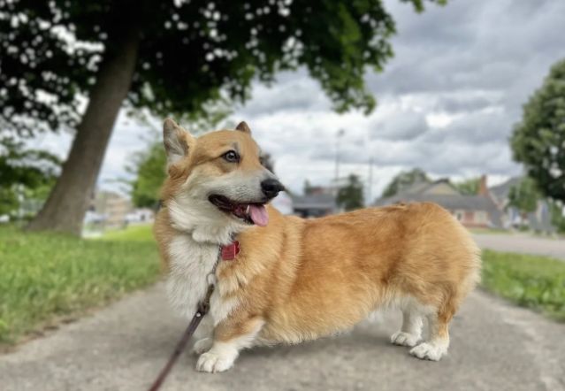 Corgi posing in the park