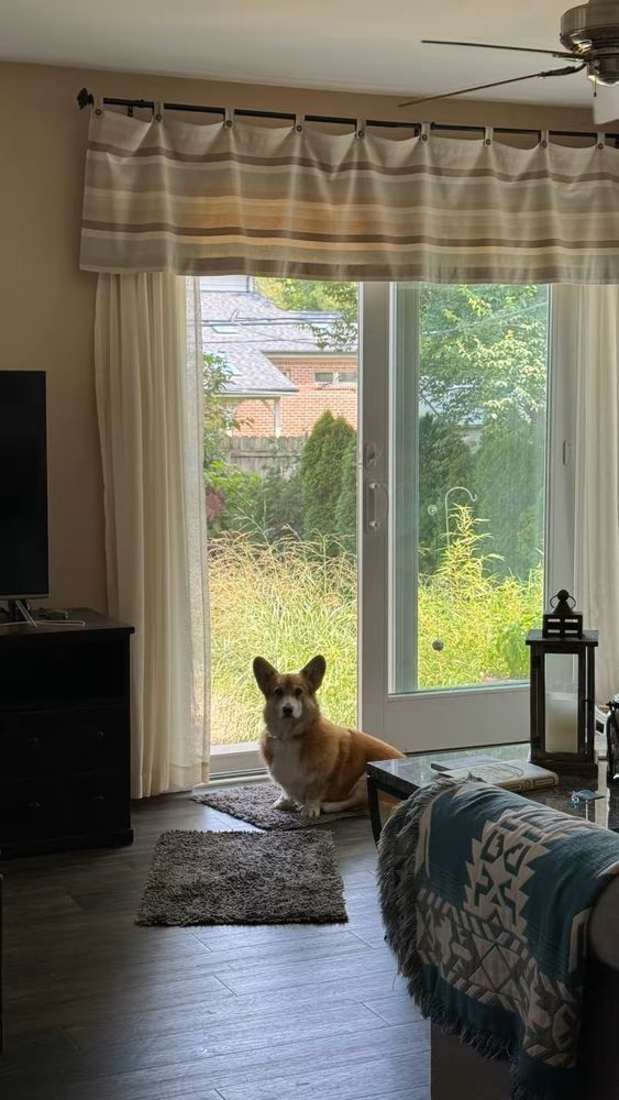 Corgi in a silhouette sitting in a living room by the sliding glass door  