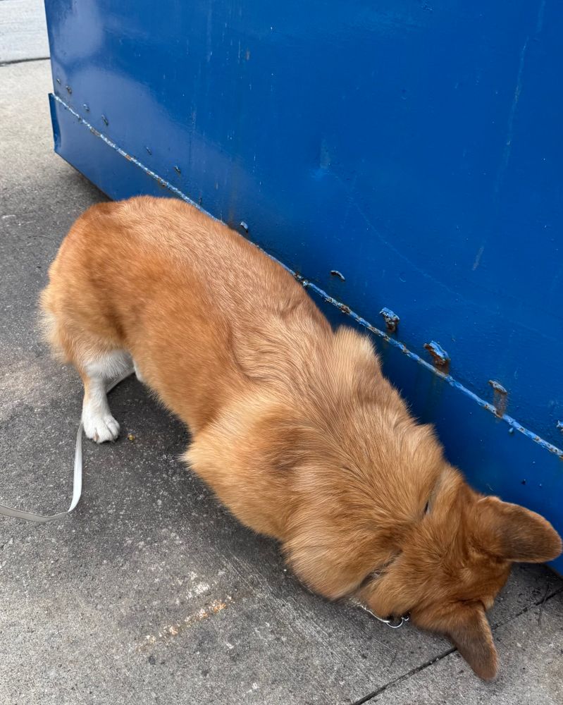 Corgi investigating something he heard and smelled under a blue dumpster