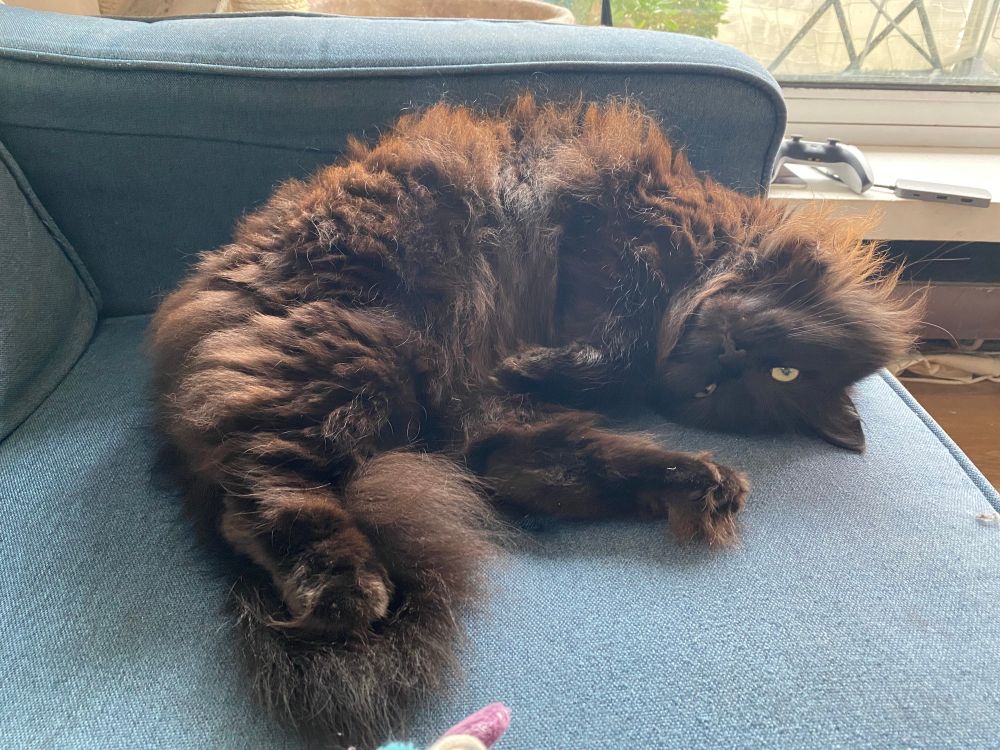 Chat noir sur canapé bleu. Elle me regarde avec la tête à l’envers, le ventre à l’air. 