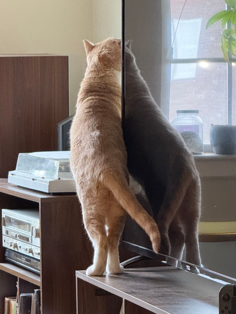 cat on the console being reflected on the tv 