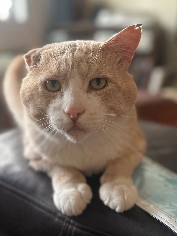 orange cat staring toughly at the camera 