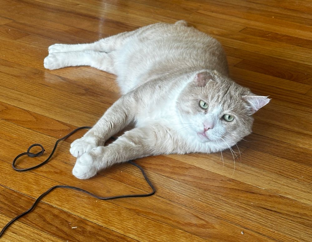 orange cat on his side holding a brown shoelace 