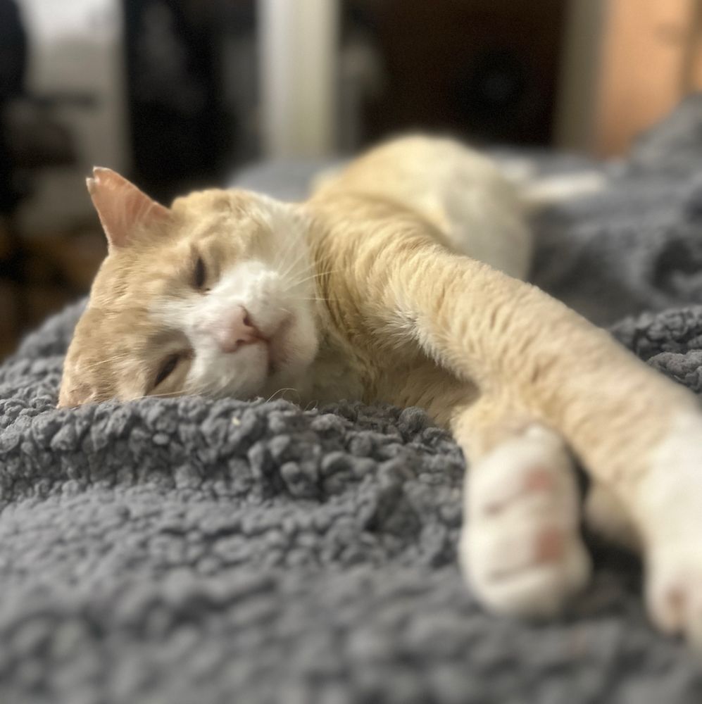 blurry picture of the whole cat 