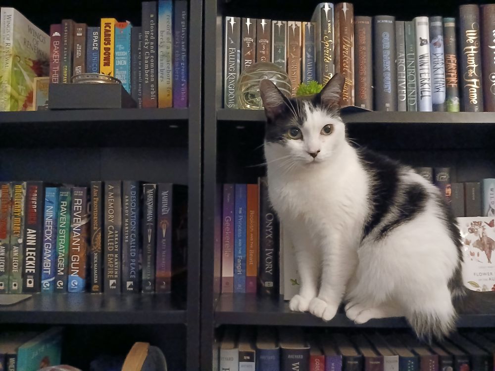 A black and white cat sitting calmly on a black, heavily loaded bookshelf.
