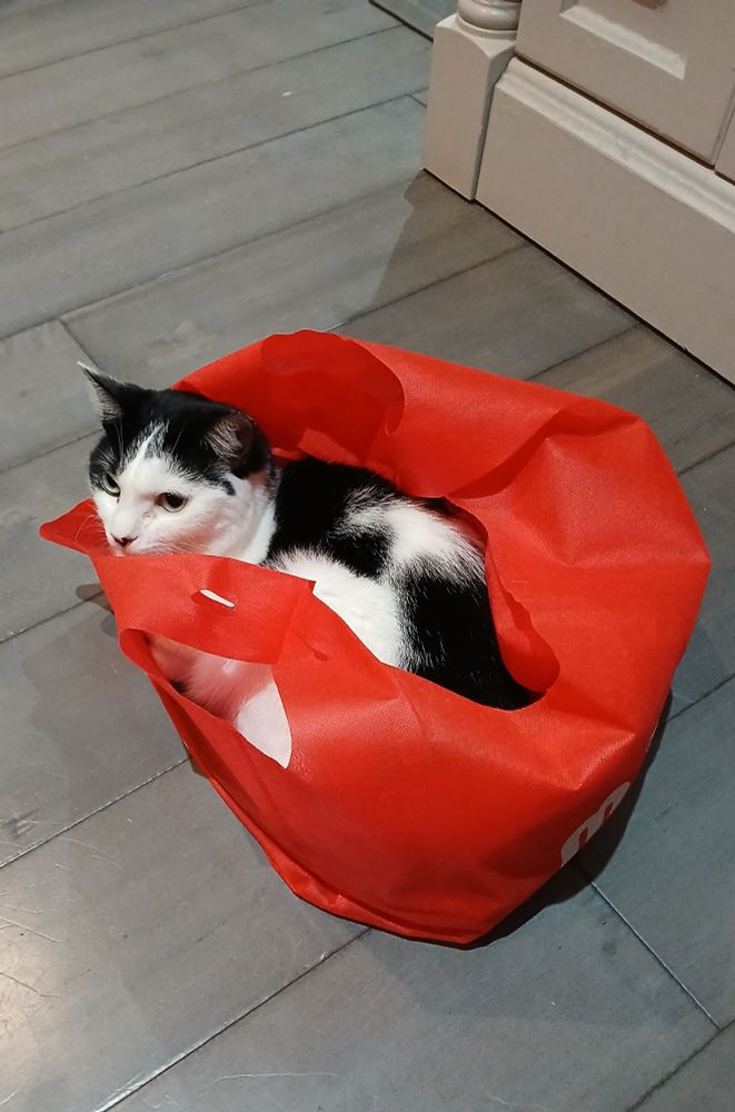 A black and white cat crouching inside a red reusable grocery bag.