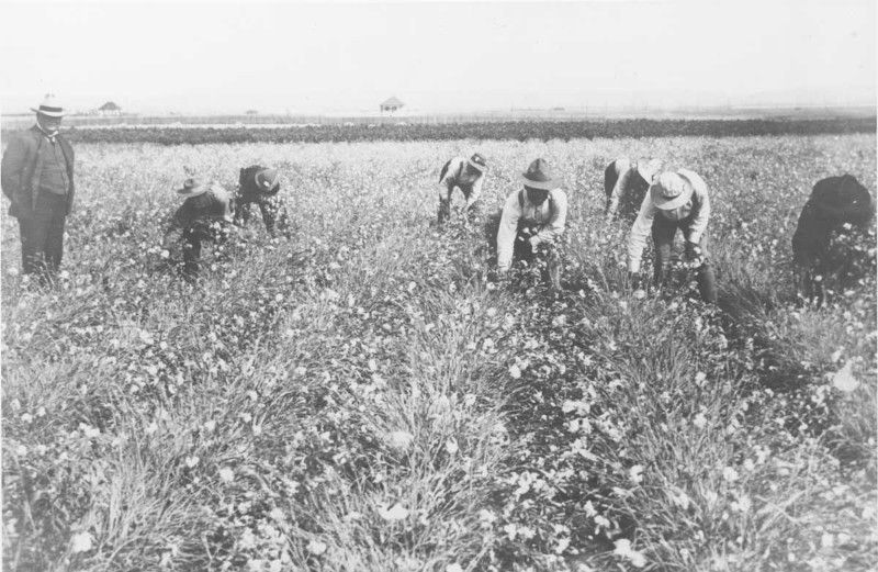 An unidentified man, dressed in a suit, is standing in a field watching workers doing stoop labor.