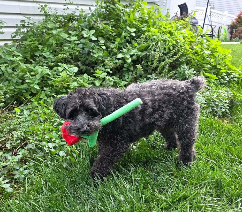 A small black dog walking on the grass in front of a mint and lemon balm patch, holding a single plushie rose in his mouth 