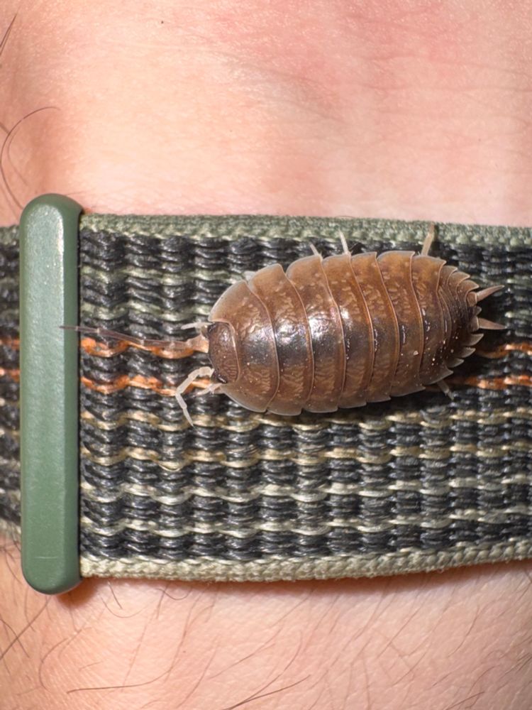 terrestrial isopod on my watch band. one antenna is fully grown and extended, the other is about half the length and white (halfway grown back and making good progress)