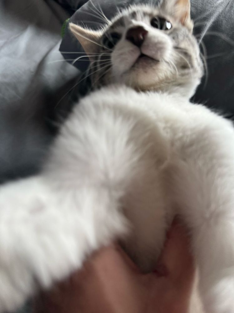 ludwig grabbing my phone