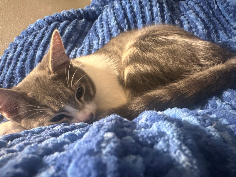 the real-life ludwig, laying cozily on a blue blanket