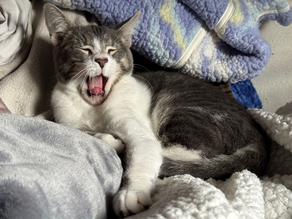 ludwig the kitten mid-yawn, snuggled in a bunch of blankets