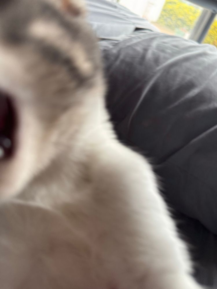 ludwig biting my phone