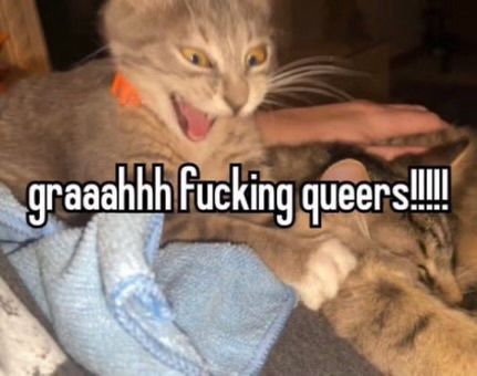 angery cat with "graaahhh fucking queers!!!!!" overlayed on top