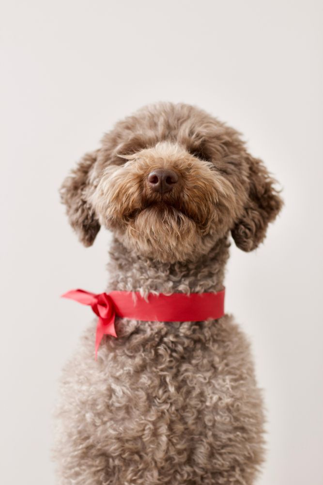 a photo of a cute mini poodle with a red ribbon around its neck