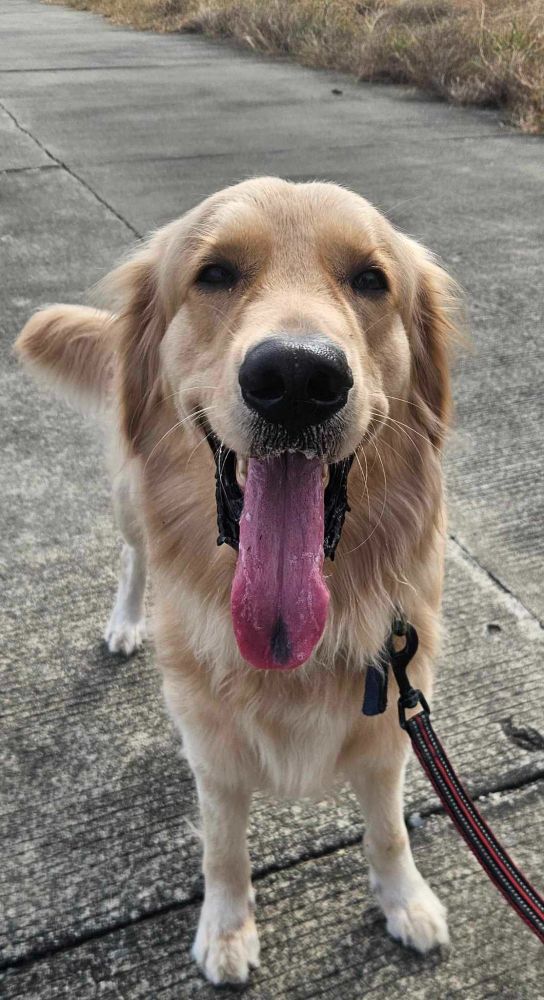 Roux is a donut with hair that is disguised as a female Golden Retriever. She is super pretty and loving.