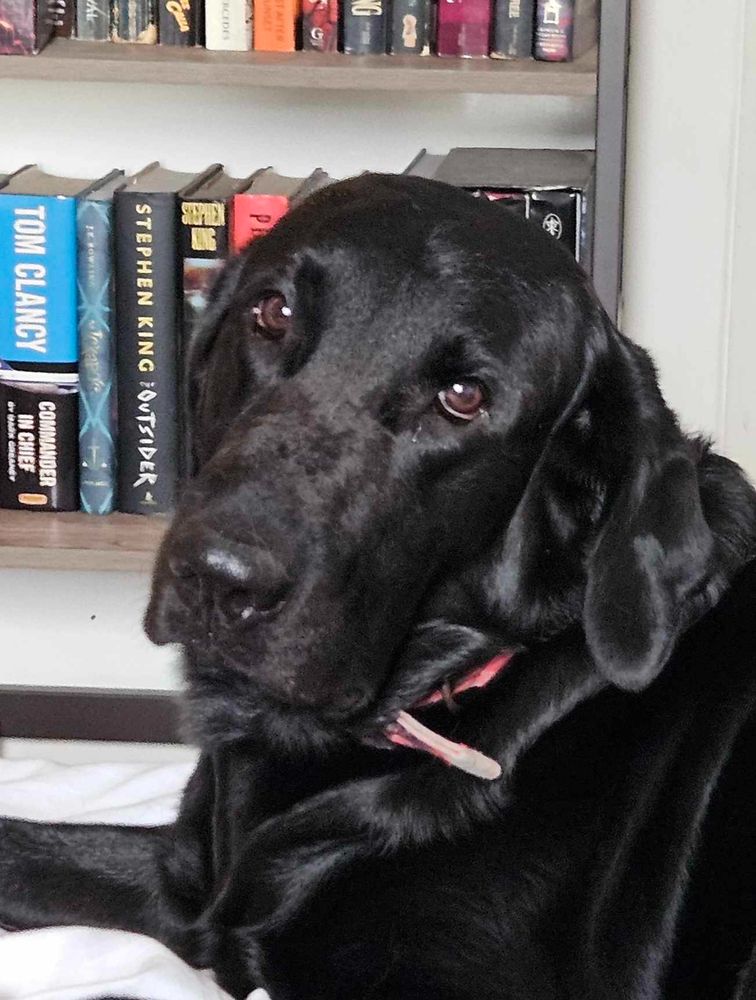 Smokey is a big boi, half Black Lab and half Golden Retriever. He is 100% adorable. Also known as the Philippine Dogfish, he has been known to spend days on end in the West Philippine Sea, playing with hapless tourists in the water.