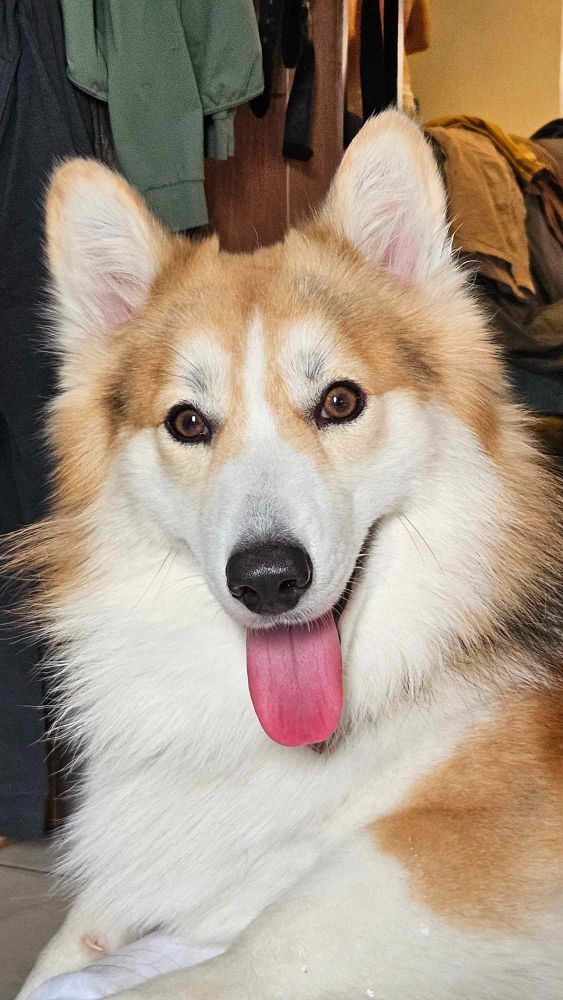Jake, a tri-colored Corgi-Husky mix who thinks he is the god-given ruler of the Universe. Very cute, but a bit of an ass.
