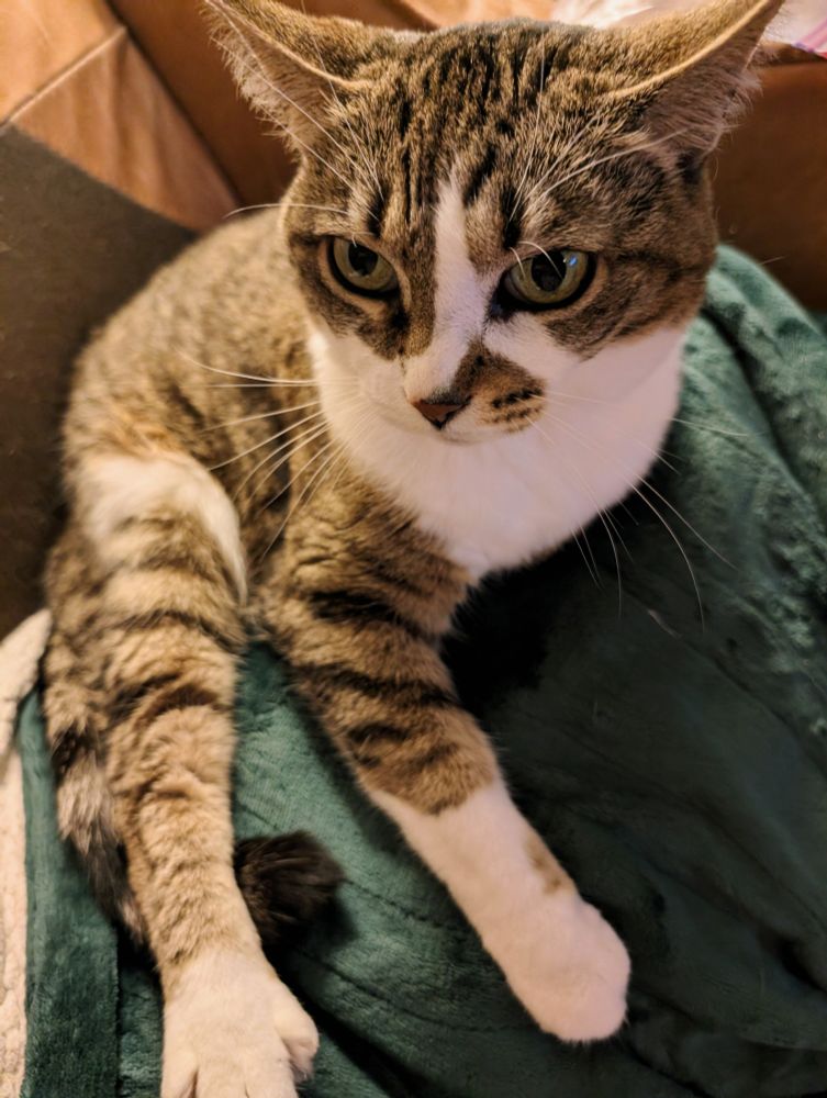 my cat millie, a brown tabby with a white belly and paws, lounging on my green heated blankie