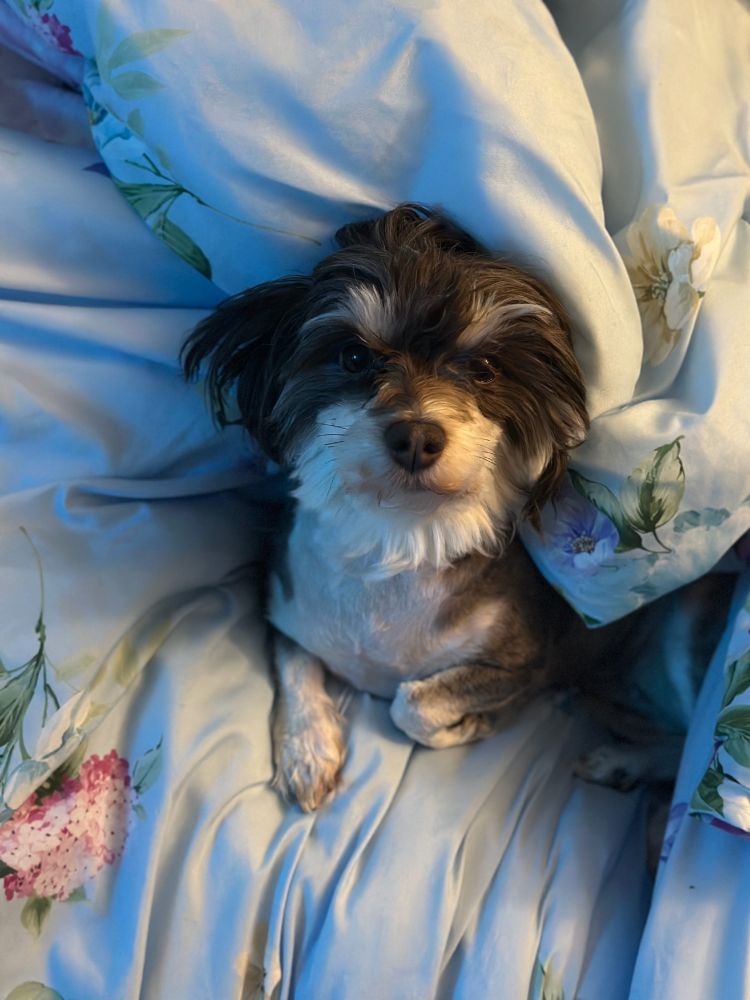 A brown and white Havanese dog tucked inside a blue floral blanket with her head poking out