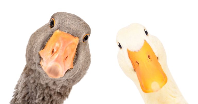 Two gooses and they lookin at you