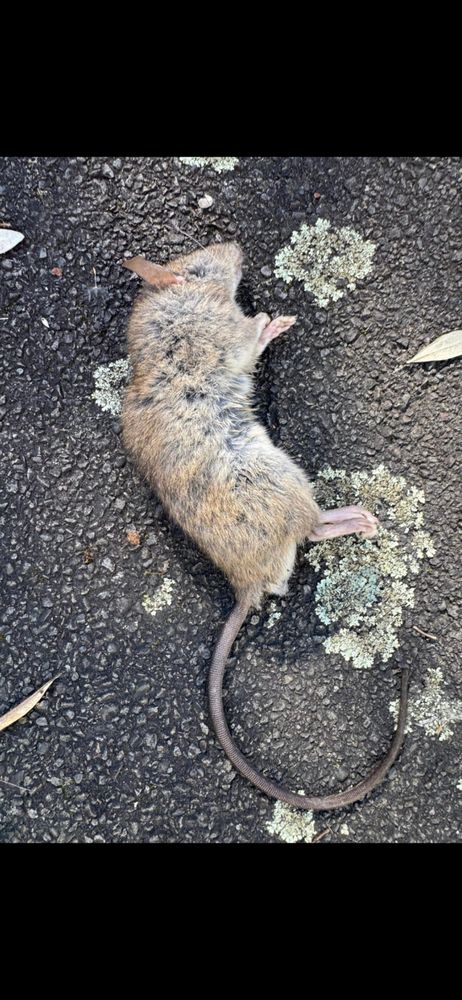 Here's an early morning gift from one of my kitties. 🤮