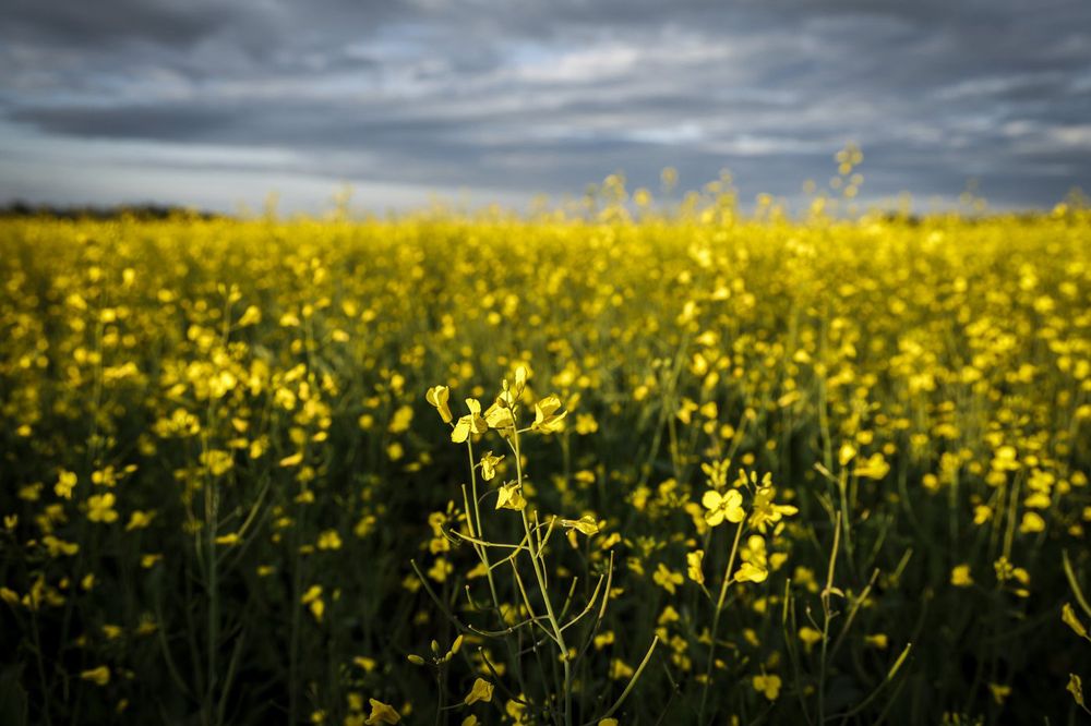 China announced a 75.8 per cent preliminary tariff on Canadian canola on Tuesday, following an anti-dumping investigation launched last year in response to Canada’s tax on Chinese electric vehicles. C...