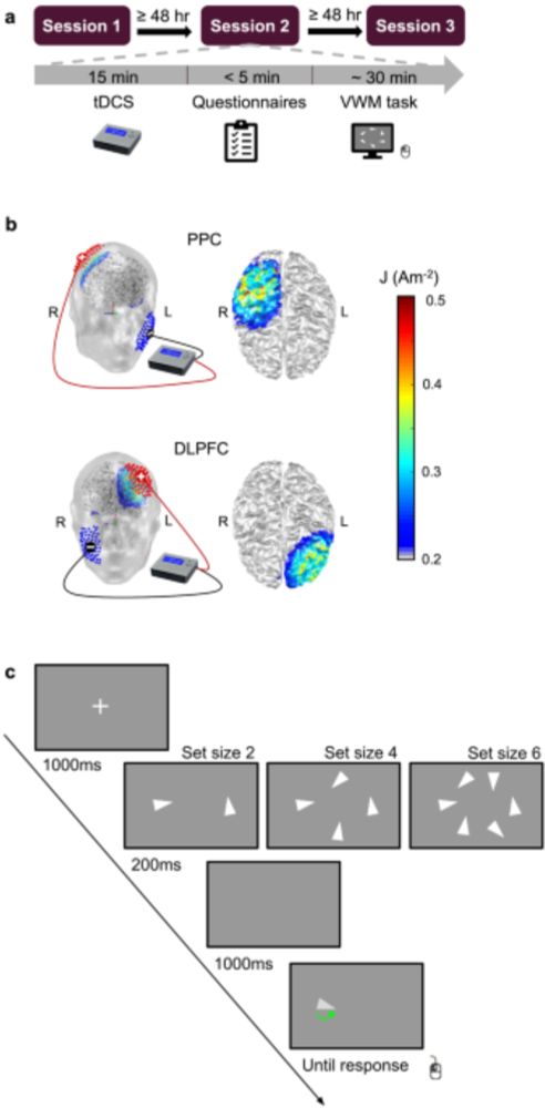 TDCS over PPC or DLPFC does not improve visual working memory capacity - Communications Psychology