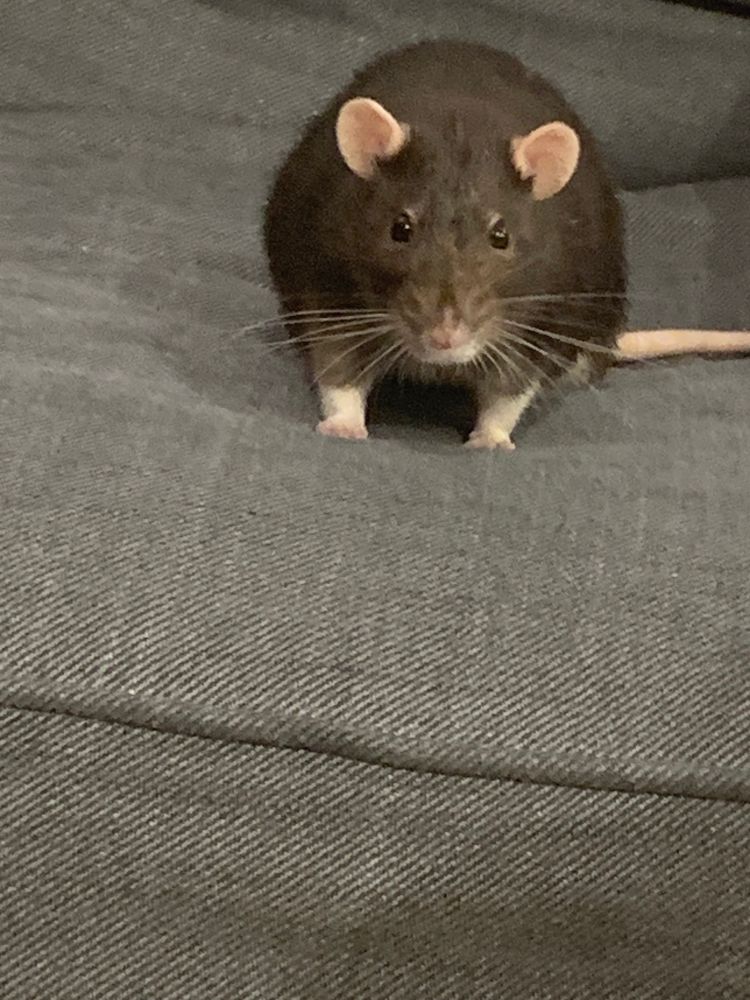 A black rat on a couch