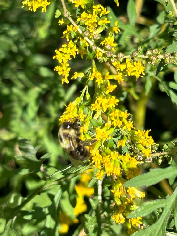 A fuzzy bee on the yellow blooms covering a goldenrod.