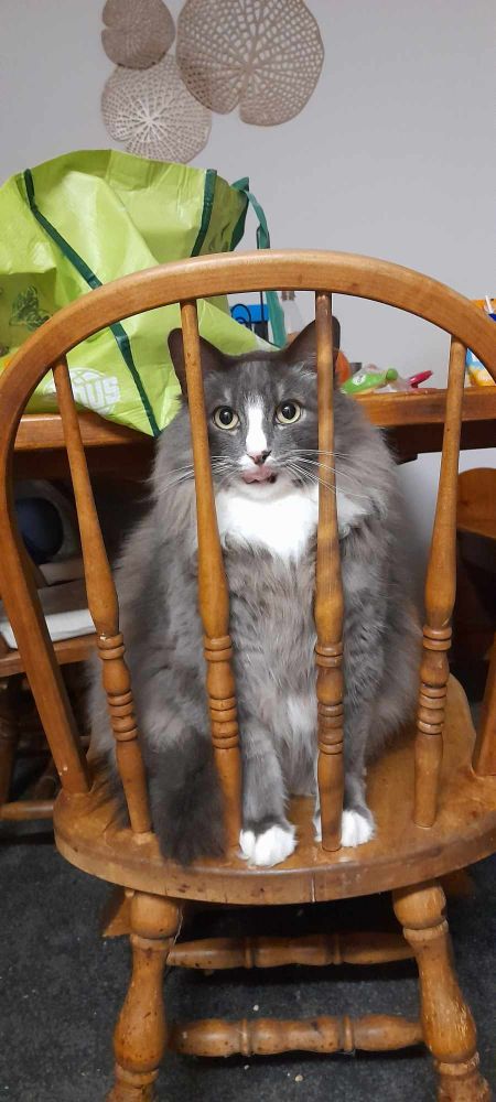 A floofy grey and white cat licking his lips behind the bars of a chair. He's too cute for jail, he was released promptly.