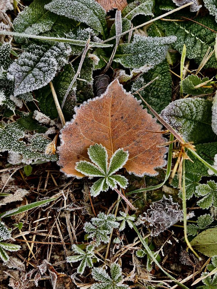 Close up photo of frosted grass and leafy ground cover. A golden brown leaf rests in the grass, it's ruffled dewy edges crystallized in ice overnight. 