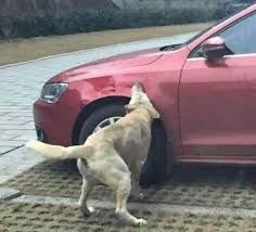 Ein Hund der einen Kotflügel zerkaut.