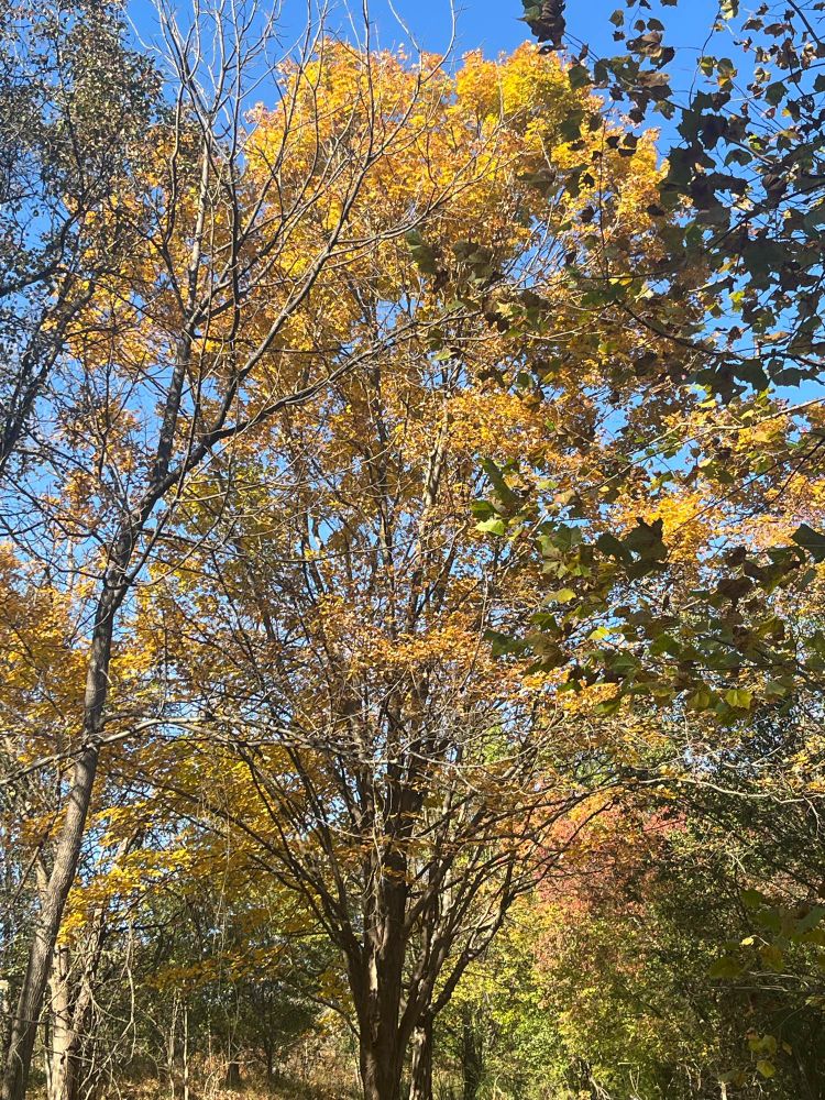A picture of several tall trees with orange to yellow leaves. 