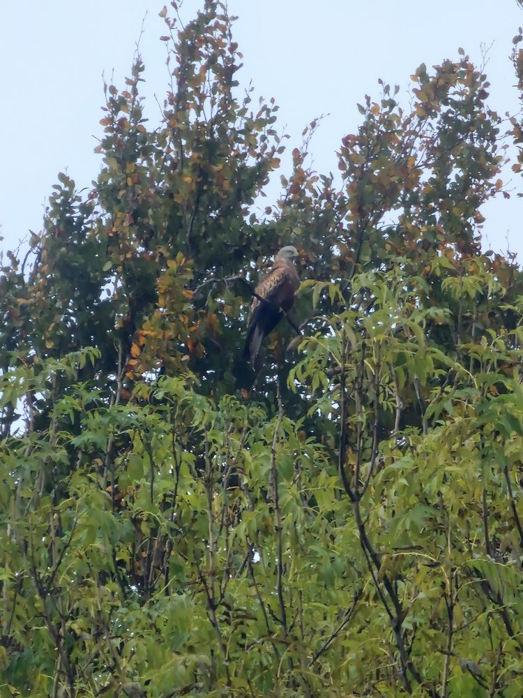 Mr Bird from a bit further away. 