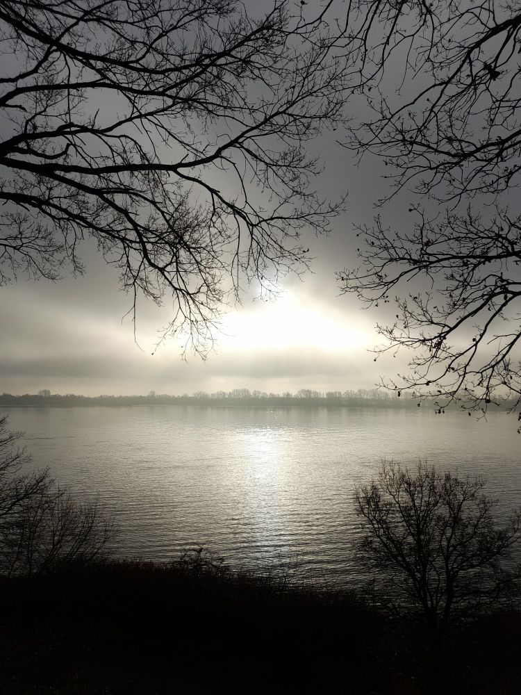 Die Sonne kommt langsam durch den Nebel über der Elbe. Im Vordergrund sind Äste von Bäumen zu sehen.