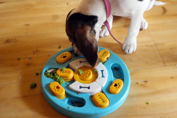 🐶🧠 A happy dog engaging with a dog puzzle toy, solving challenges, and enjoying mental stimulation. 🦴 Interactive dog toys help reduce boredom, ease anxiety, and promote cognitive development for a healthier, happier pup! Perfect for all breeds and ages, these puzzle toys keep dogs entertained while encouraging problem-solving. 🐕✨

🔖 #DogPuzzleToys #InteractiveDogToys #SmartDogs #DogEnrichment #DogTrainingTips #MentalStimulationForDogs #HappyDogHappyLife #PetParenting #BoredomBustersForDogs #CanineCognition #HealthyPets

🎯 Boost your dog's brainpower today! 🚀