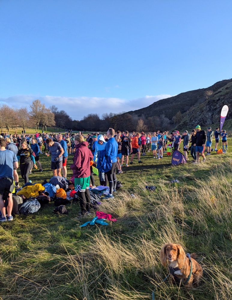 Spaniel in wintry sunshine 