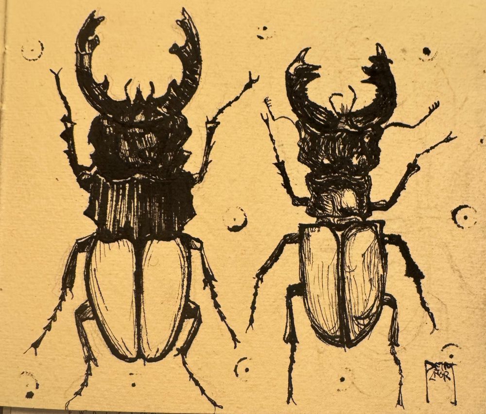 An ink drawing of two stag beetles side by side