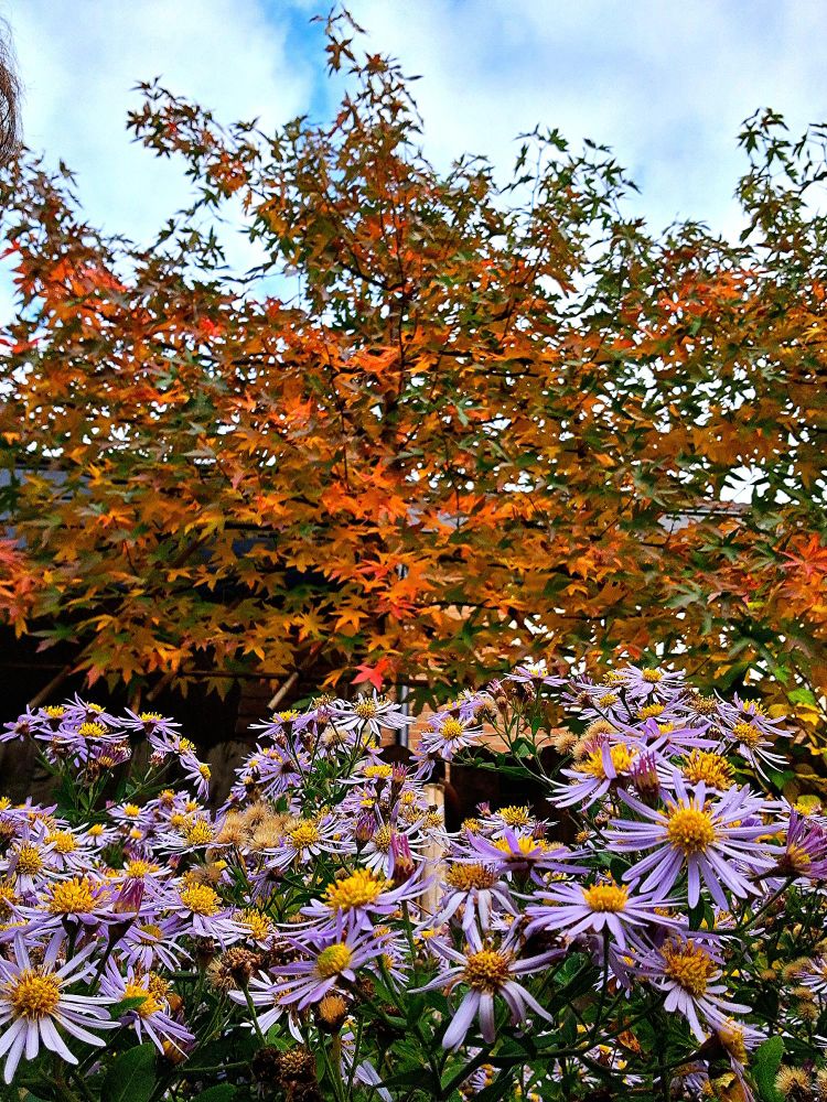 Purple flowers with yellow core. Above it a tree with red/orange leaves.