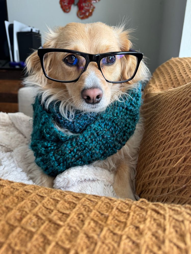 Photo of Mellie aka Melody Pond. She's a golden dachshund mix of some kind. Some days I think she's a docker. Other days I think she's a chiweenie. She's wearing my teal blue infinity scarf and a pair of Portia's eyeglasses. 