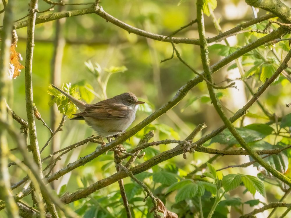My first patch sighting of the year for Common Whitethroat.