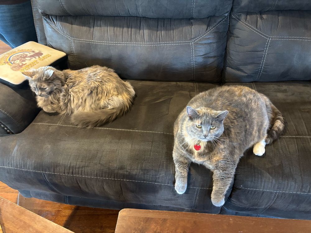 Two large cats on a sofa 