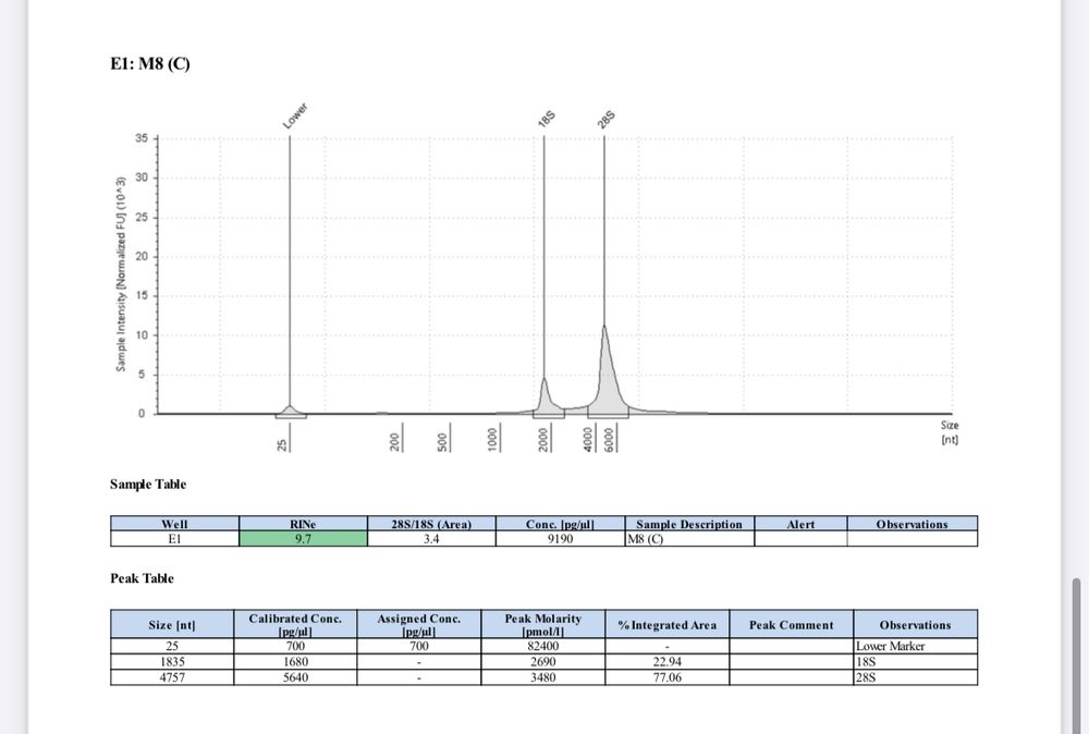 Data showing rRNA band peaks 
