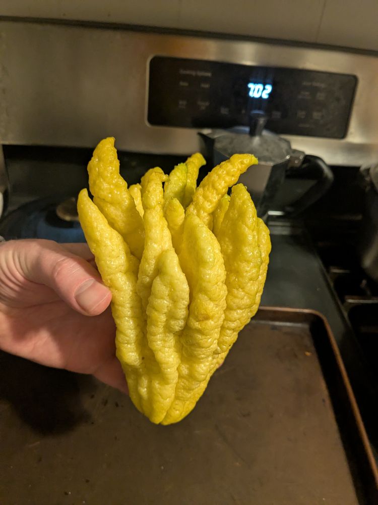 A Buddha's Hand fruit, which looks like if a lemon and an octopus had babies.