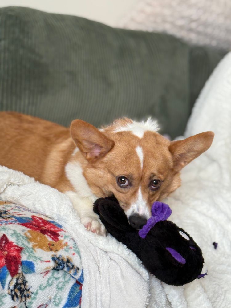 Photo of a male Pembroke Welsh Corgi chewing on a stuffed toy, while looking up at the camera. He is  laying on a green couch that has two different soft-looking blankets on it, and he is laying on the blankets that are on the couch, getting maximum comfort. 