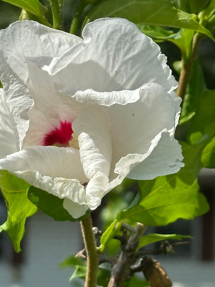 Close up photo of a white hibiscus flower.