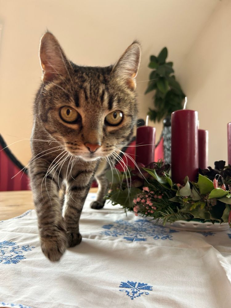 Deutsch:
Auf dem Bild sieht man eine neugierige getigerte Hauskatze, die direkt auf die Kamera zuläuft. Sie steht auf einer weißen Tischdecke mit blauen Mustern. Im Hintergrund befindet sich ein Adventskranz mit vier dunklen roten Kerzen sowie etwas grünem und floralen Dekor. Außerdem sieht man eine grüne Zimmerpflanze und einen hellen, gemütlichen Raum.

English:
The image shows a curious tabby cat walking directly toward the camera. It is standing on a white tablecloth with blue patterns. In the background, there is an Advent wreath with four dark red candles and some greenery and floral decoration. A green houseplant and a bright, cozy room can also be seen.